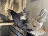 Australorp — foto 5