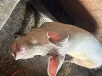Babi hutan, Pigs — foto 2
