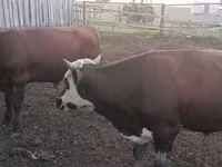Dibi, Kazakh White-headed cow — sawirka 7