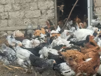 Chickens — fotografija 1