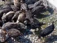 Turkeys — عکس 6