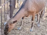 பெண் வெள்ளாடு, Alpine goat — புகைப்படம் 4
