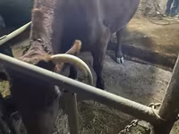 Αγελάδα, Swiss cattle — φωτογραφία 2