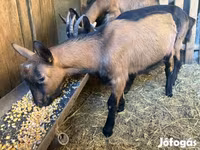 Jarac, Alpine goat — fotografija 1