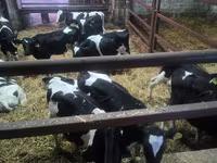 ثور, Russian Black pied cattle — الصورة 1