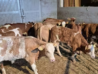 雄牛, Simmental cattle — 写真 5