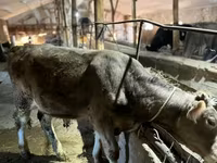 Bika, Swiss cattle — 5. fotó