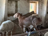 ভেড়ার পাঁঠা, Arashan sheep — ছবি 4