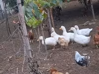 Ducks — Foto 3