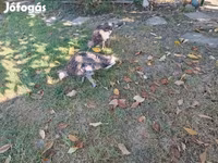 Turkeys — Foto 3
