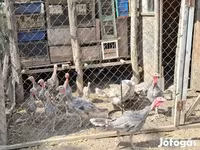Turkeys — عکس 5