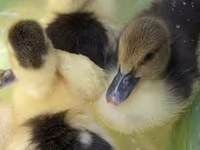 Ducks — foto 1