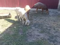 Schaf, Arashan sheep — Foto 4
