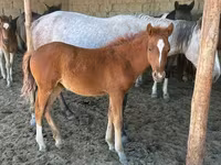 ፈረስ, Horses — ፎቶ 2