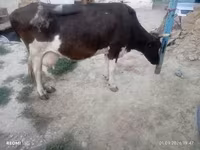 गाय, Russian Black pied cattle — फ़ोटो 5