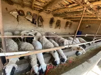 Sheep, Sheep — photo 2