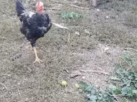Chickens — รูปภาพ 7