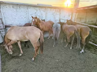Iapă, Horse breed — foto 1