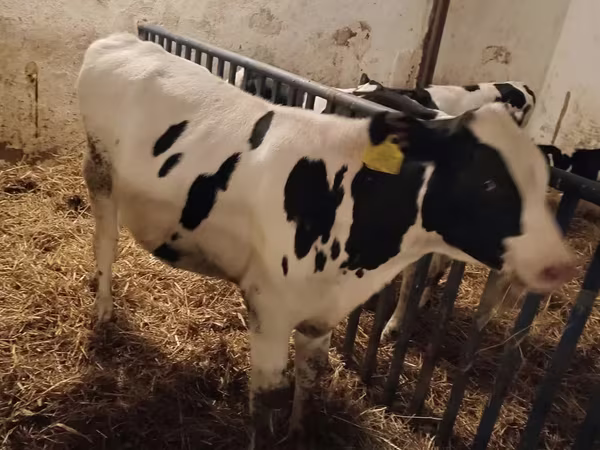 Banteng, Russian Black pied cattle