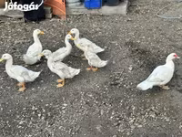 Ducks — عکس 1