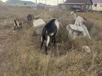 Billy Goat, Alpine goat — photo 4
