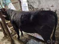 ወንድ በሬ, Cattle — ፎቶ 6