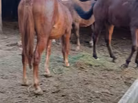 Kobila, Kyrgyz Horse — fotografija 3