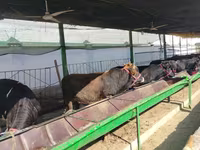 Lembu ternakan (lot, jantina tidak dinyatakan), Cattle — foto 8