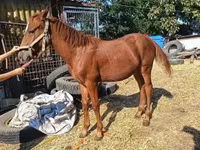 Hingst, Kisber felver — foto 3