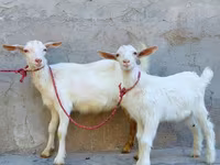 بز ماده, Saanen goat — عکس 4