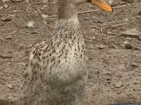 Geese — foto 8