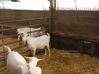 Oğlak, Saanen goat — foto 3