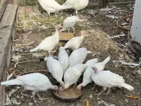 Turkeys — फ़ोटो 6