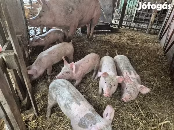 สุกร (เป็นล็อต, ไม่ระบุเพศ), หมู