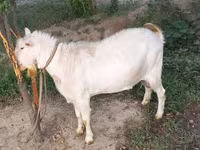 Dê cái, Dê — ảnh 2