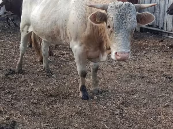 Býk, Simmental cattle