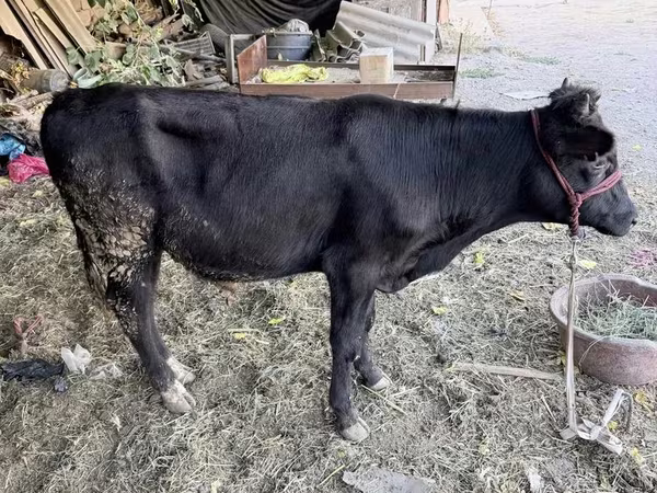 Toro, Aberdeen Angus