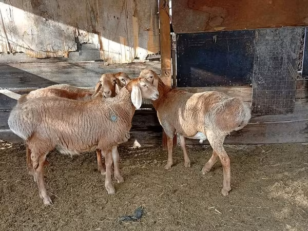 ஆண் ஆடு, Rhon sheep