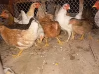 ไก่เดนมาร์ก — รูปภาพ 3