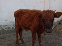 Toro, Hereford — foto 3