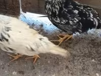 Chickens — 照片 3