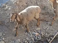 میش, گوسفند — عکس 2