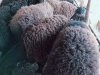 Vædder, Blackheaded Persian sheep — foto 5