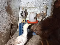 Chickens — foto 3