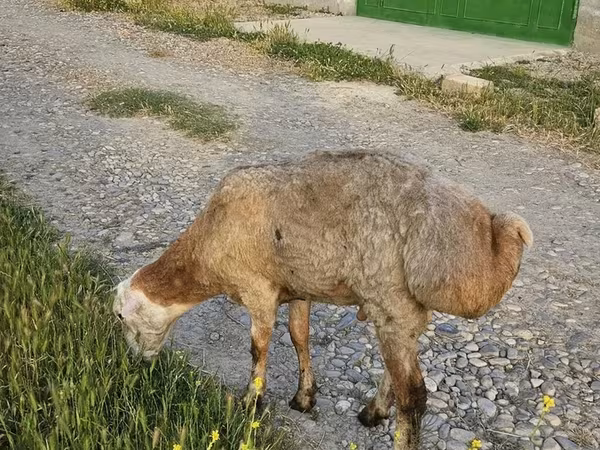 Ram, Sheep — Azerbaijan