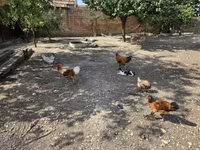 Chickens — foto 3
