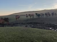 Pastuv, Коњи — fotografija 1