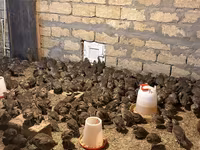 Guinea fowl — รูปภาพ 2