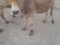 گاو ماده, گاو — عکس 1