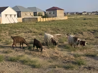 Koza, Kozy — foto 6